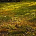 Erholt sich Rasen nach Überdüngung?