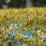 Kann ich rasen mit Blaukorn-immer-düngen