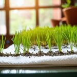 Können Rasensamen schlecht werden?